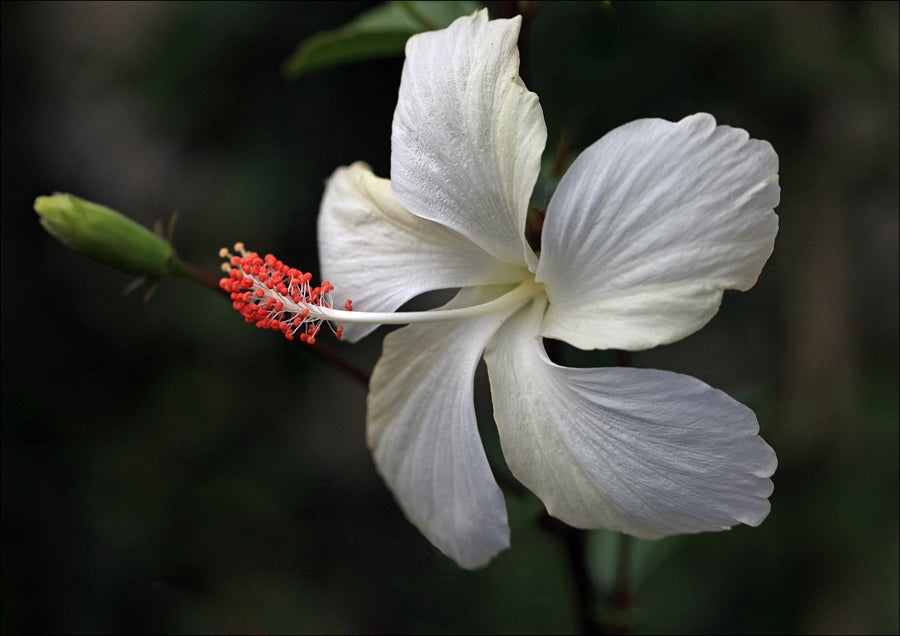 Chinese Hibiscus Swan Lake (Hibiscus rosa-sinensis)