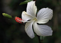 Hibiscus Swan Lake (Hibiscus rosa - sinensis) - Ladybird Nursery