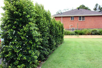 Lilly Pilly Backyard Bliss Standards (Syzygium australe)