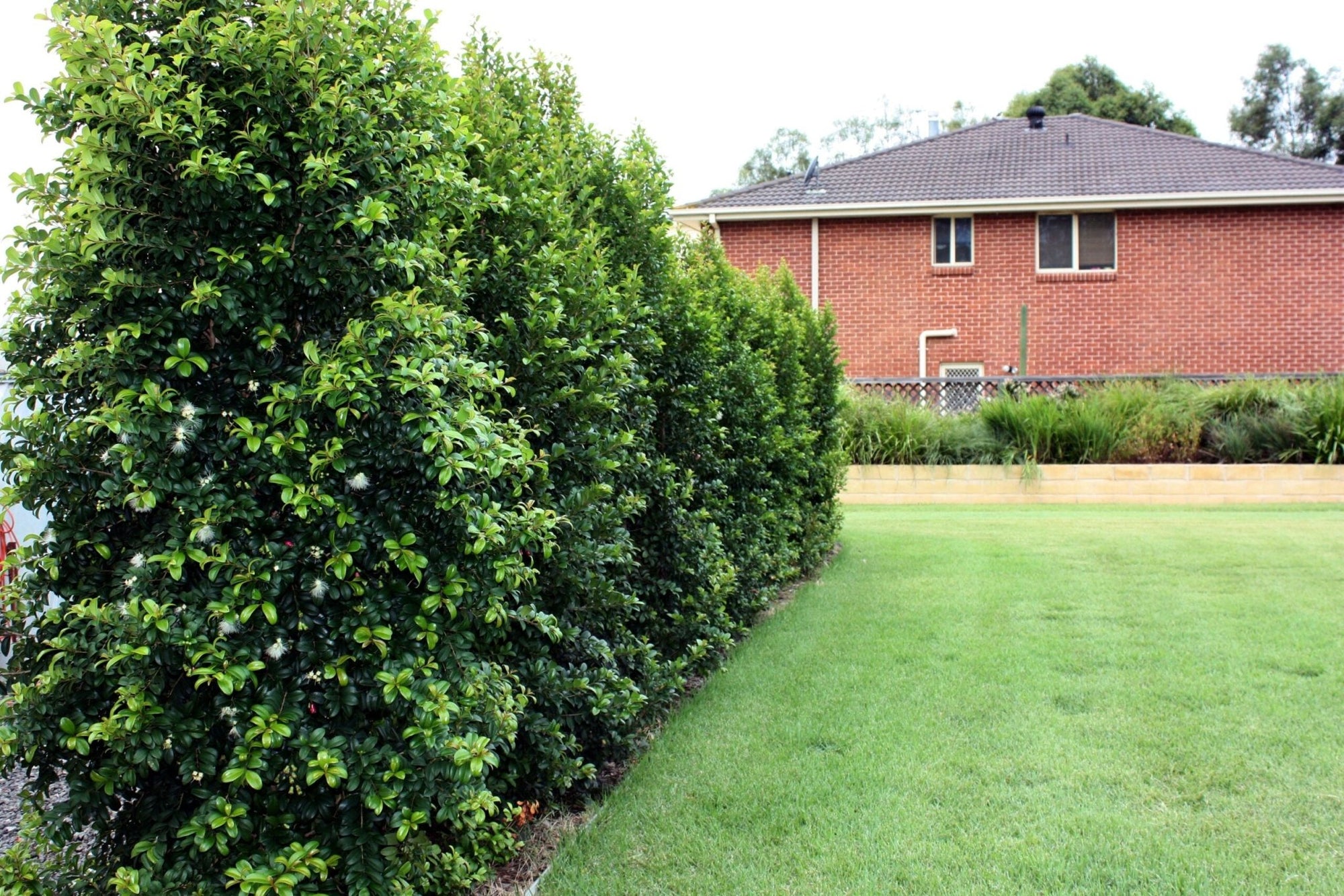 Lilly Pilly Backyard Bliss Standards (Syzygium australe) - Ladybird Nursery
