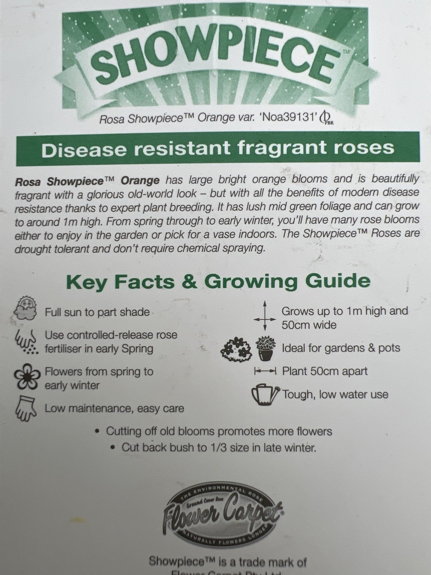 Rose Showpiece Orange (Rosa)