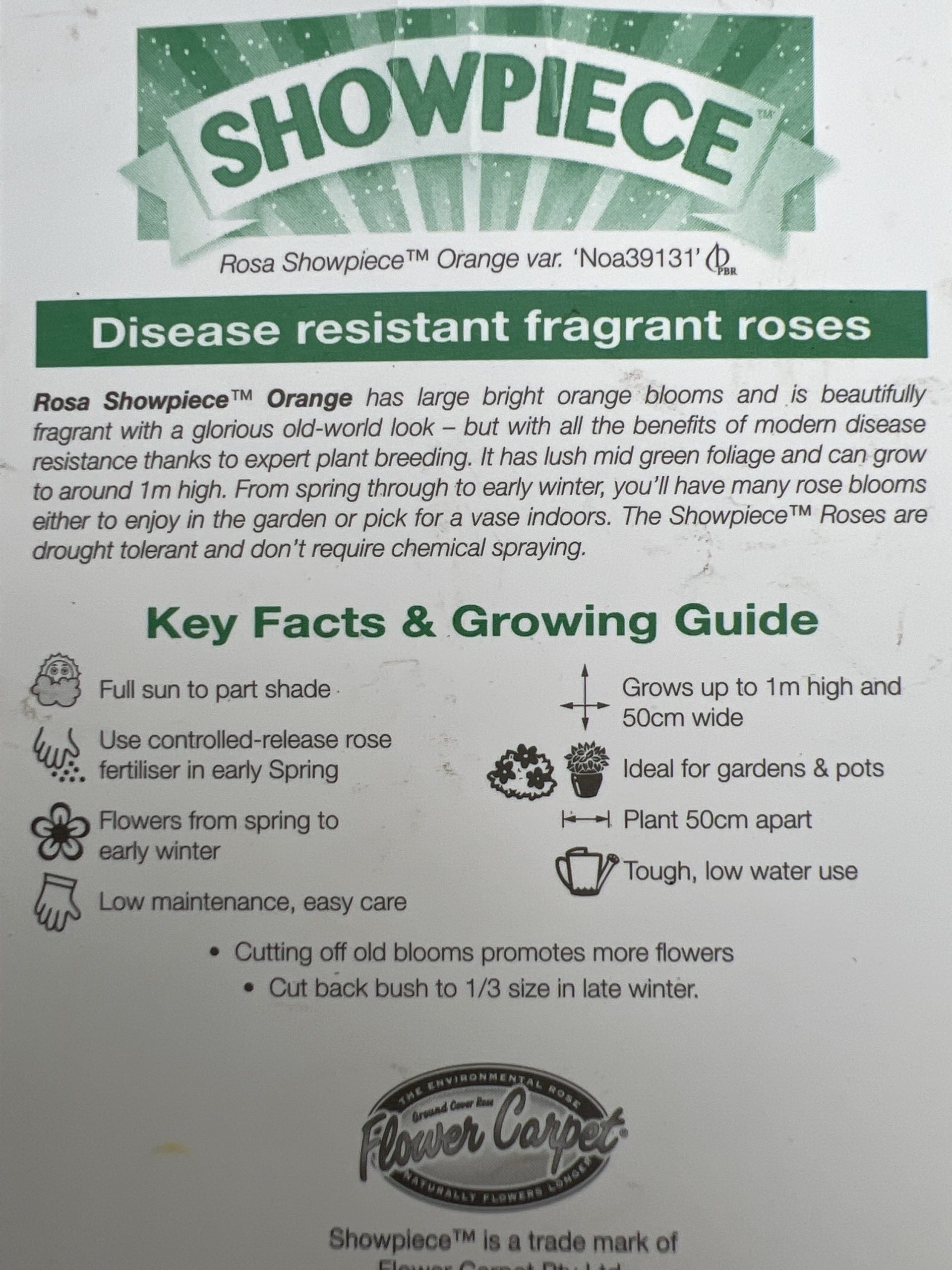 Rose Showpiece Orange (Rosa)