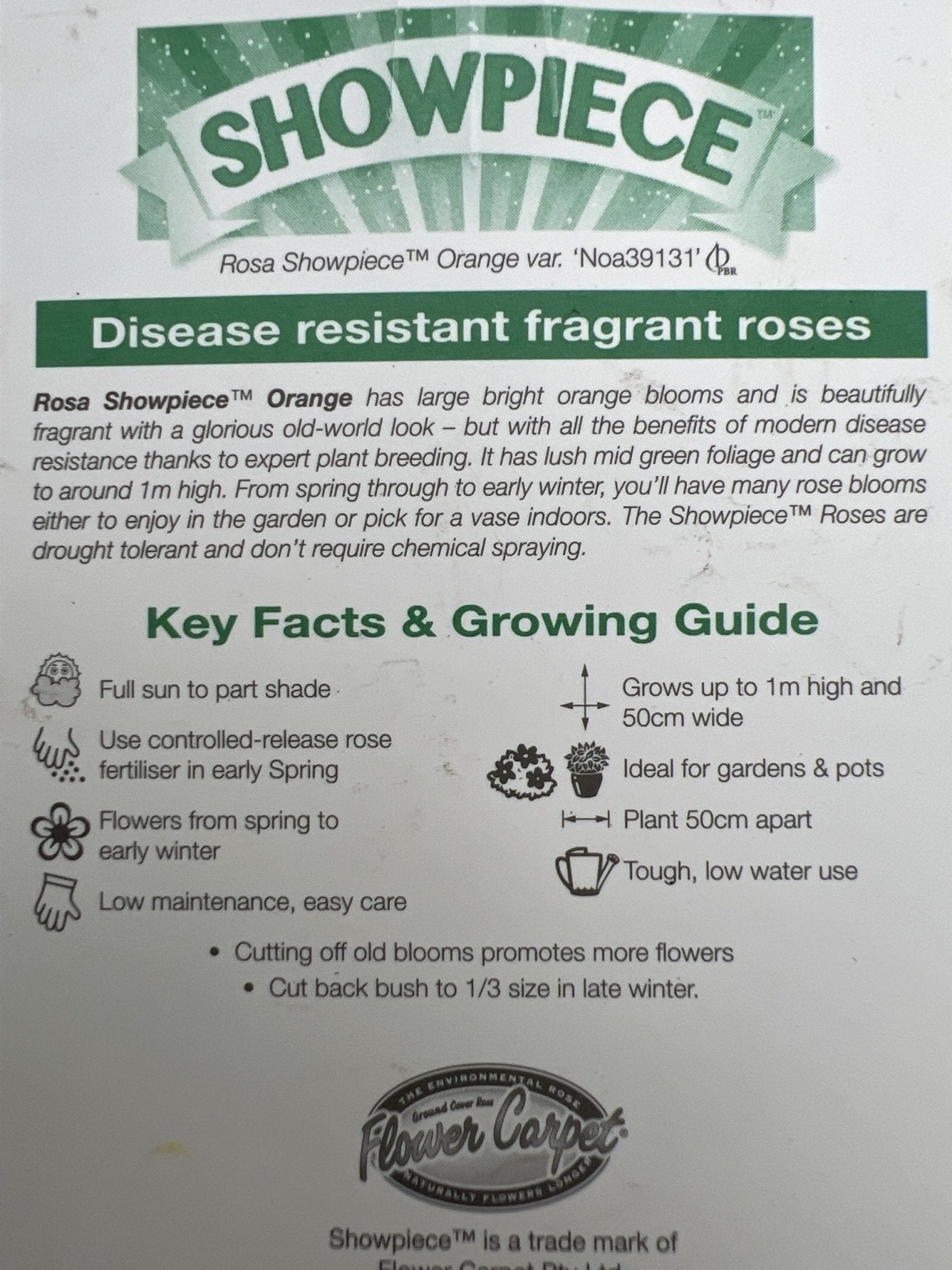 Rose Showpiece Orange (Rosa) - Ladybird Nursery