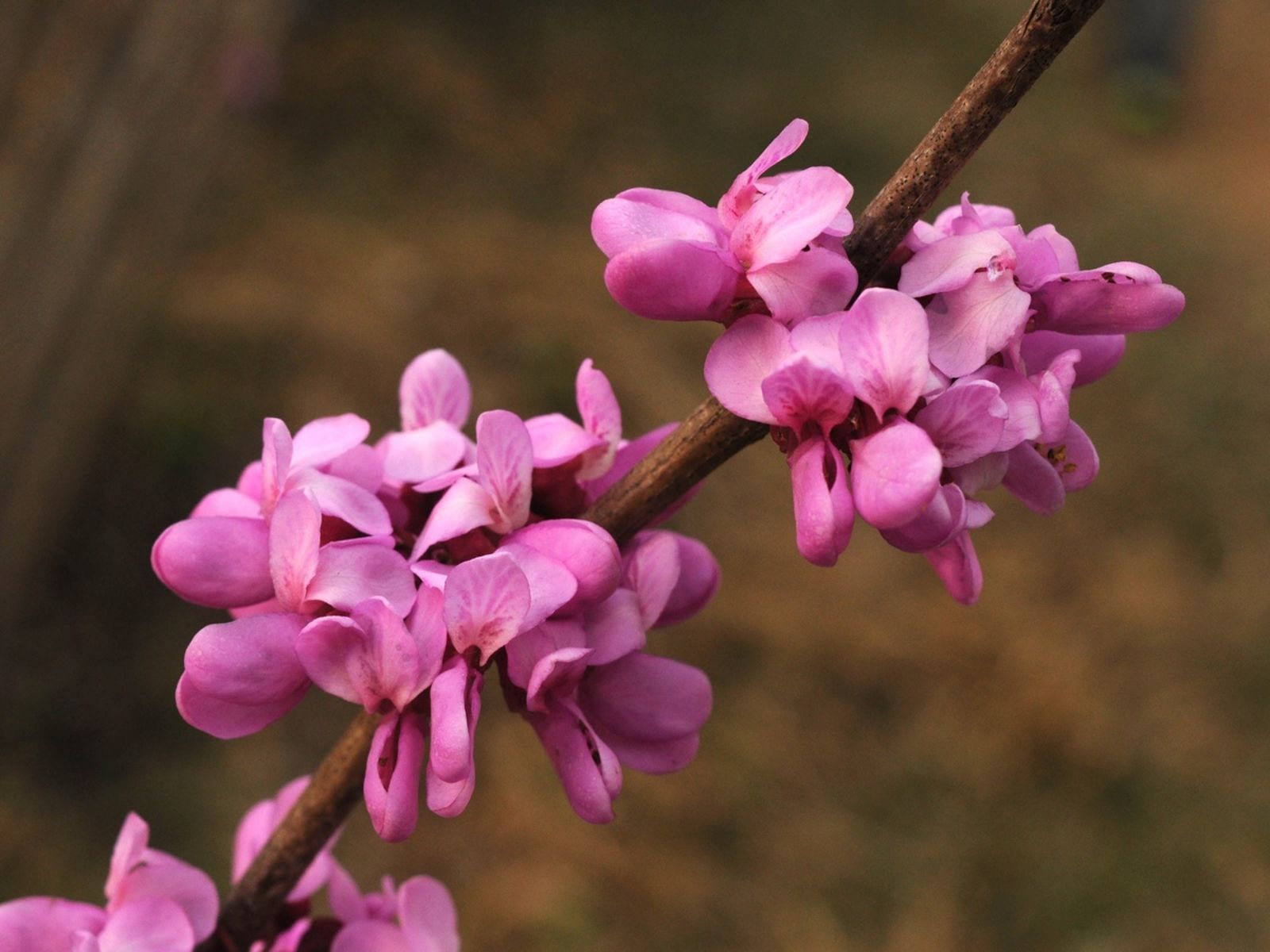Chinese Redbud (Cercis chinensis) - Ladybird Nursery