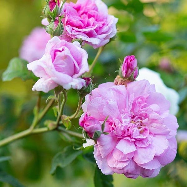 Rose Ovation Mix (Rosa) - Ladybird Nursery