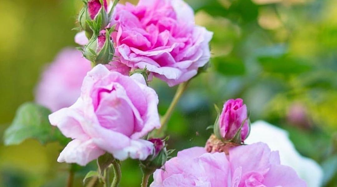 Rose Ovation Mix (Rosa) - Ladybird Nursery