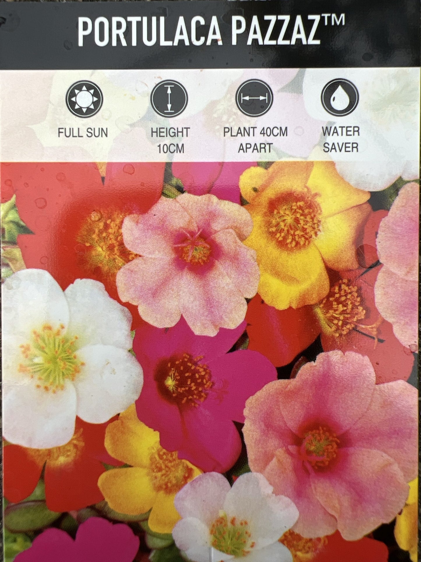 Portulaca Pazzaz 140mm