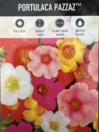 Portulaca Pazzaz 140mm - Ladybird Nursery