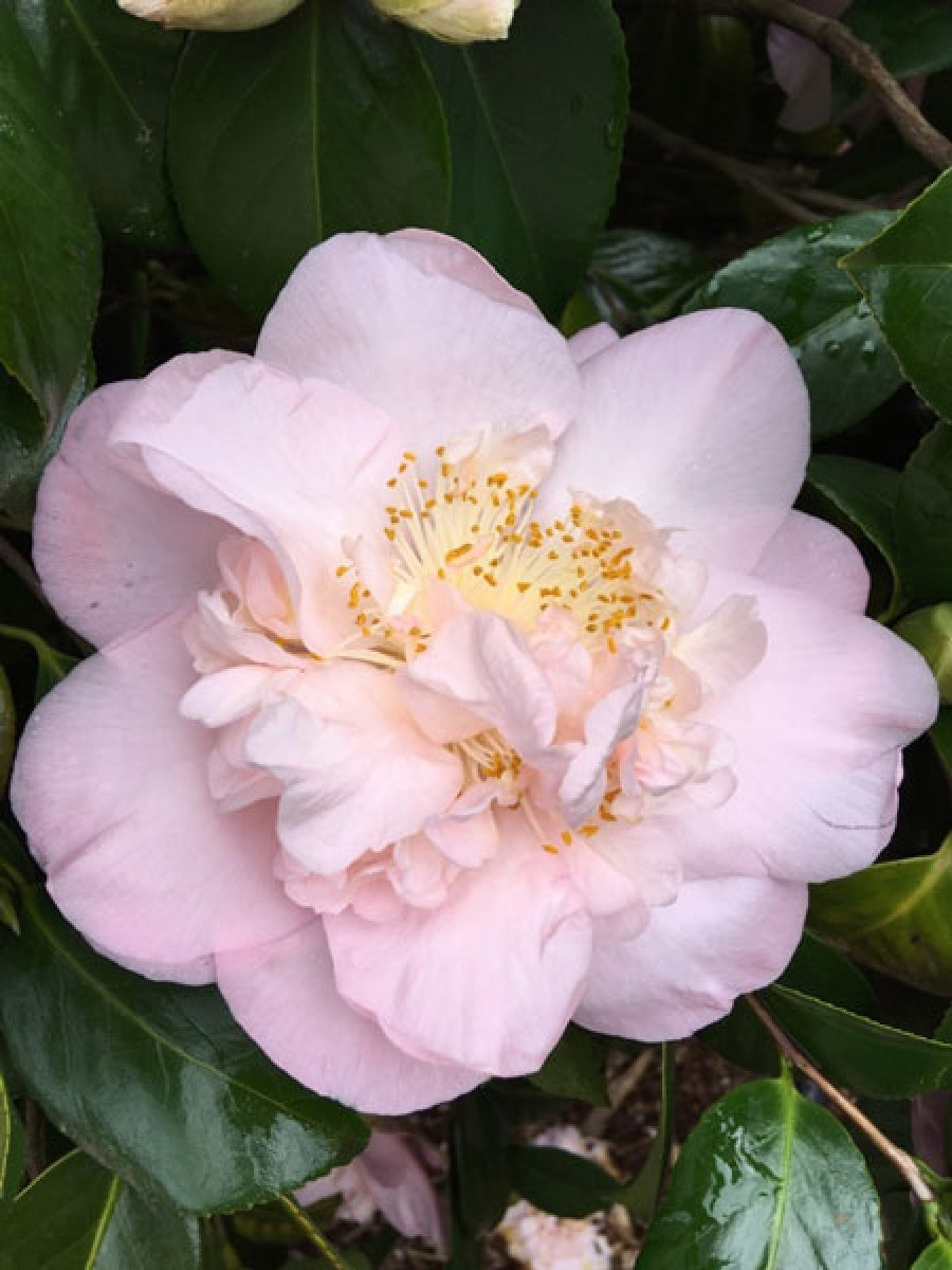 Camellia Nuccios Pink Lace (Camellia japonica)