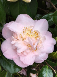Camellia Nuccios Pink Lace (Camellia japonica) - Ladybird Nursery