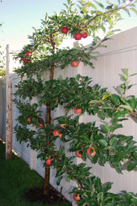 Apple 'Pink Lady' (PICK UP ONLY) - Ladybird Nursery