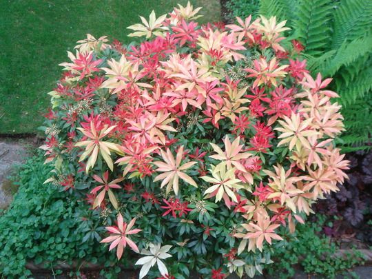 Pieris Forestii (Pieris formosa)
