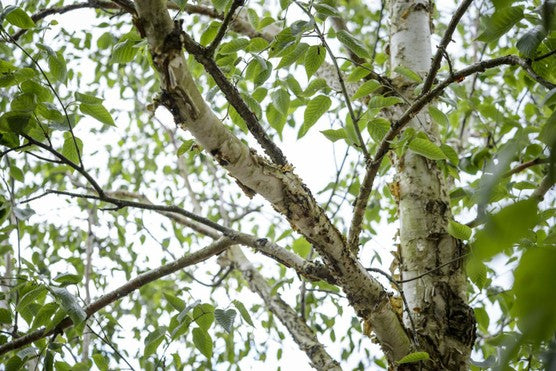 Himalayan Birch Jacquemontii Jermyns (Betula utilis)