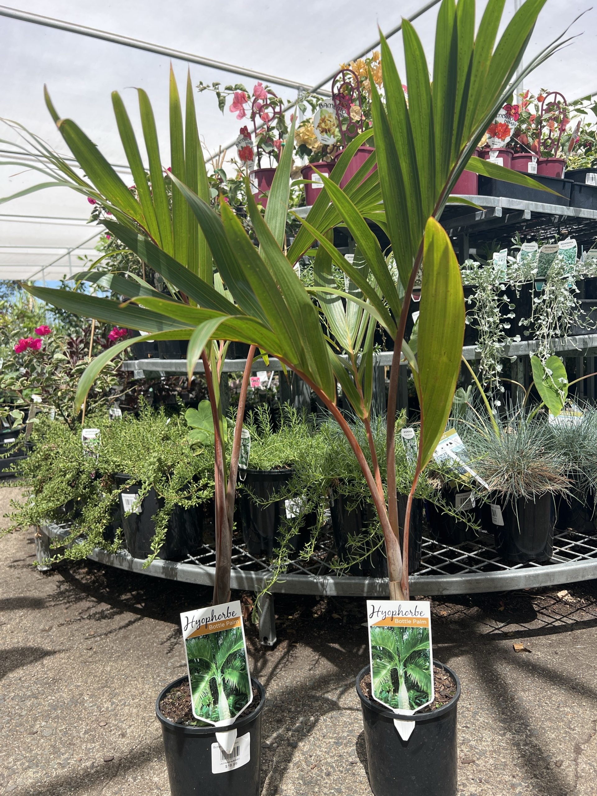 Bottle Palm (Hyophorbe lagenicaulis)