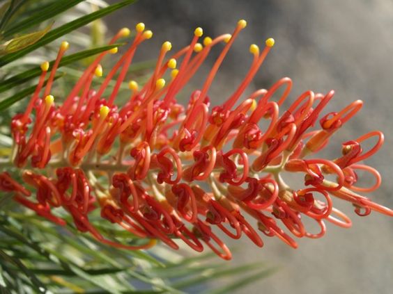 Grevillea Sunset Bronze - Ladybird Nursery