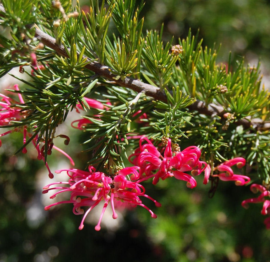 Grevillea Pink Pearl