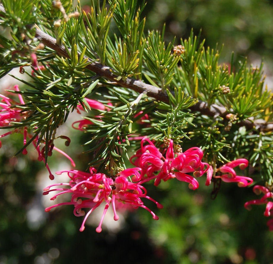 Grevillea Pink Pearl - Ladybird Nursery