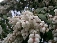 Pieris Assorted (Pieris spp.) - Ladybird Nursery
