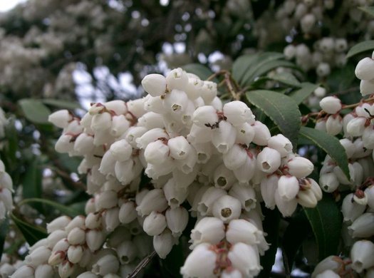 Pieris Assorted (Pieris spp.) - Ladybird Nursery