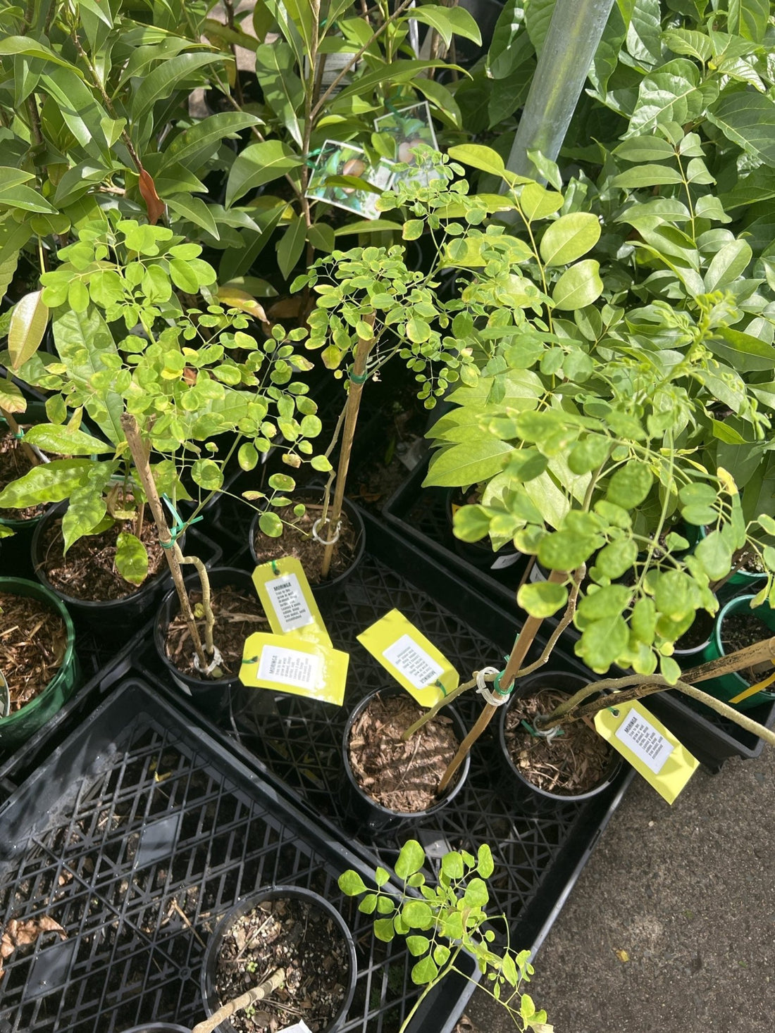 Drumstick Tree (Moringa Tree) 140mm pot - Ladybird Nursery