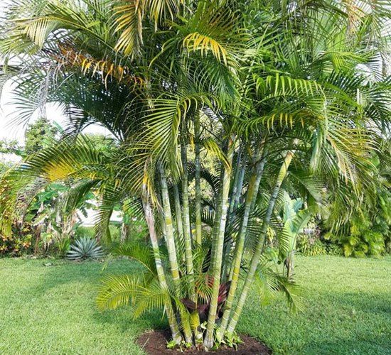 areca palm australia Areca Palm (Dypsis lutescens) Plant – Buy Now! – Ladybird Nursery