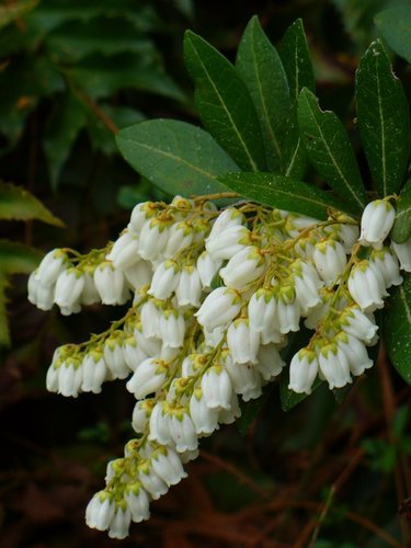 Pieris Temple Bells (Pieris) - Ladybird Nursery