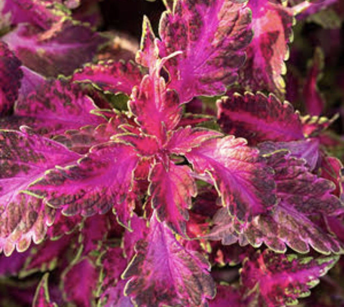Coleus Carnival - Ladybird Nursery