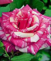 Rose Candy Stripe 2 ft Standards (Rosa) - Ladybird Nursery