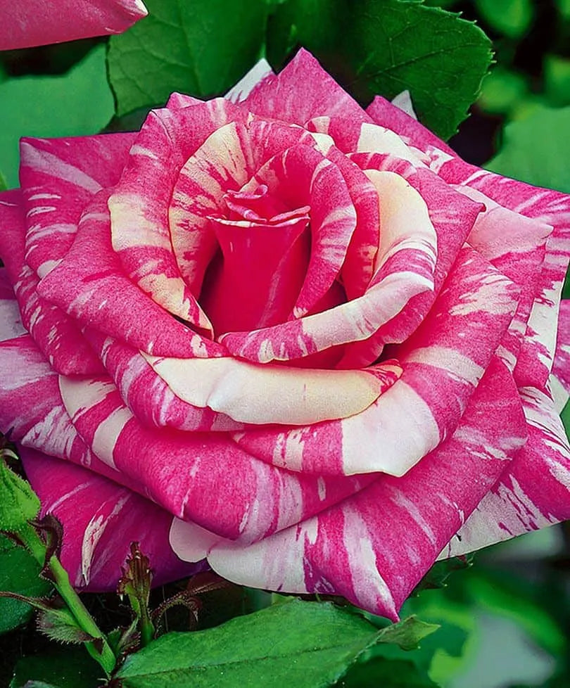 Rose Candy Stripe 3 ft Standards (Rosa)