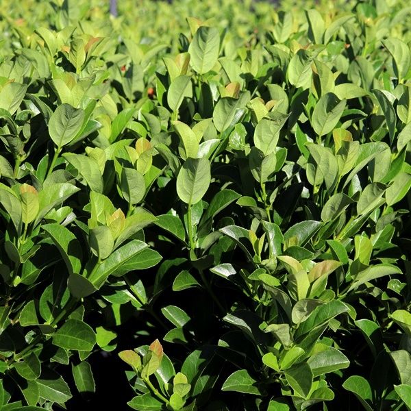 Sweet Viburnum Dense Fence (Viburnum odoratissimum) - Ladybird Nursery