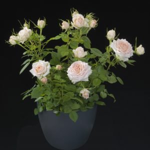 Rosa Terrazza® Mars (Rosa) - Ladybird Nursery
