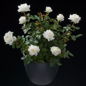 Rosa Terrazza® Mars (Rosa) - Ladybird Nursery