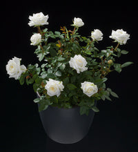 Rose Terrazza® Clear (Rosa)