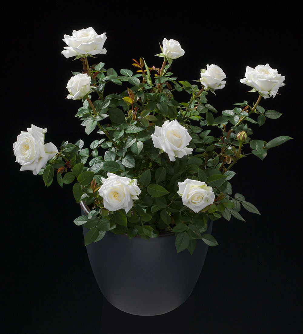 Rose Terrazza® Clear (Rosa) - Ladybird Nursery