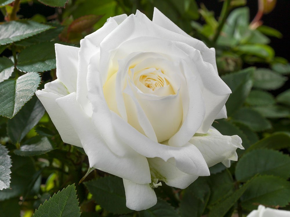 Rose Terrazza® Clear (Rosa) - Ladybird Nursery