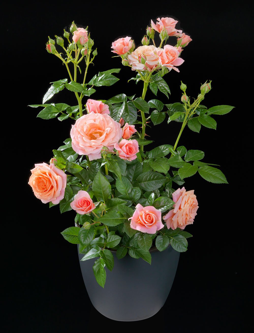 Rosa Terrazza® Meteor King (Rosa) - Ladybird Nursery