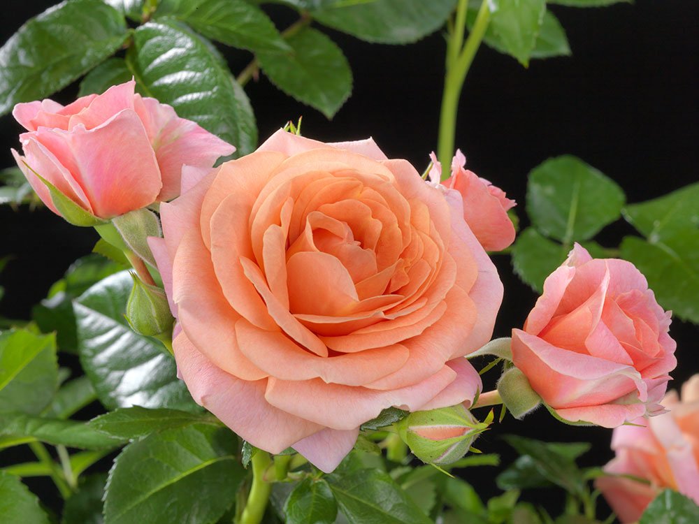 Rosa Terrazza® Meteor King (Rosa) - Ladybird Nursery