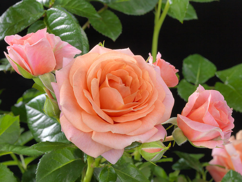 Rose Fragrance King (Rosa)