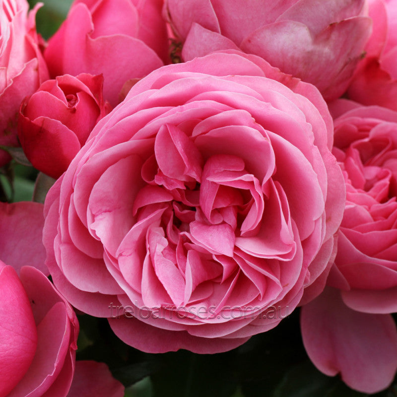 Rose 'Leonardo Da Vinci' (Bareroot)