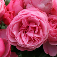 Rose 'Leonardo Da Vinci' (Bareroot)