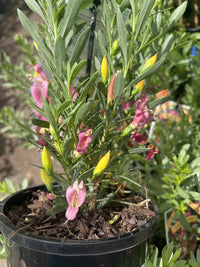 Fairy Floss (Eremophila)
