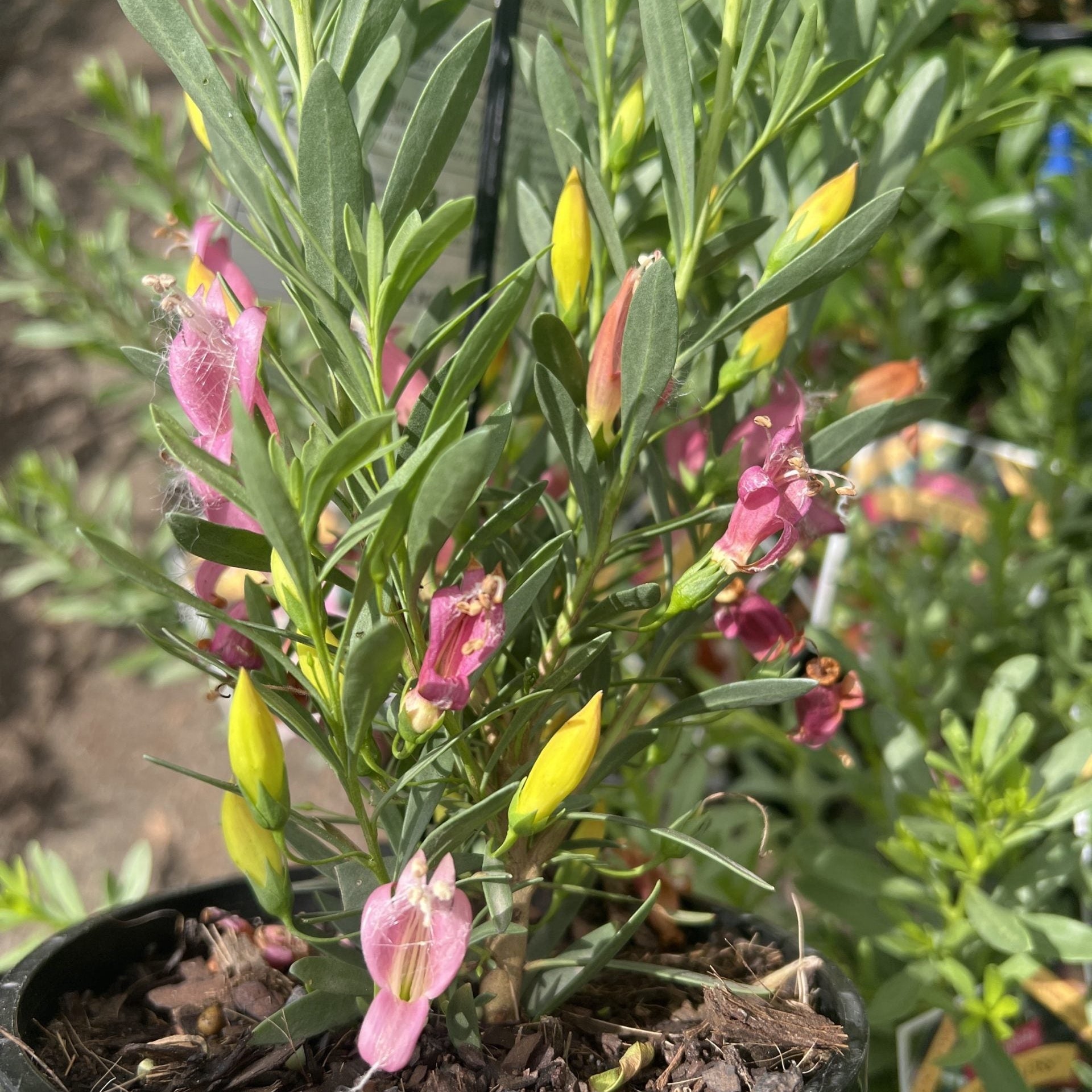 Fairy Floss (Eremophila) - Ladybird Nursery