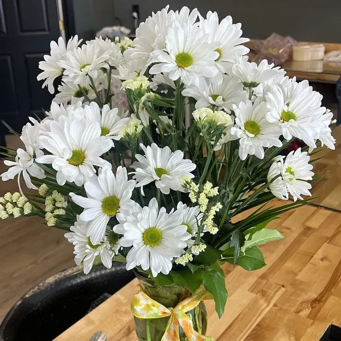 White Daze (Evolvulus pilosus)