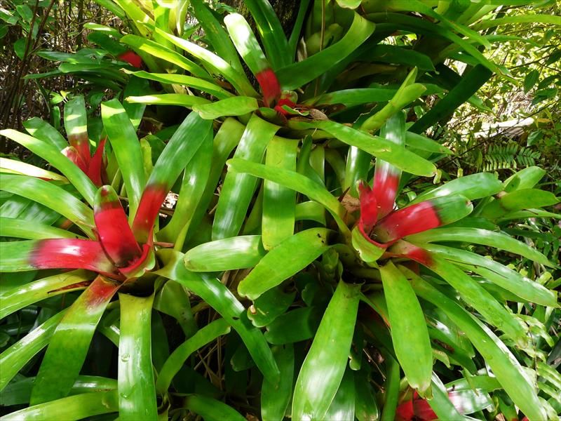 Bromeliad (Neoregelia compacta)
