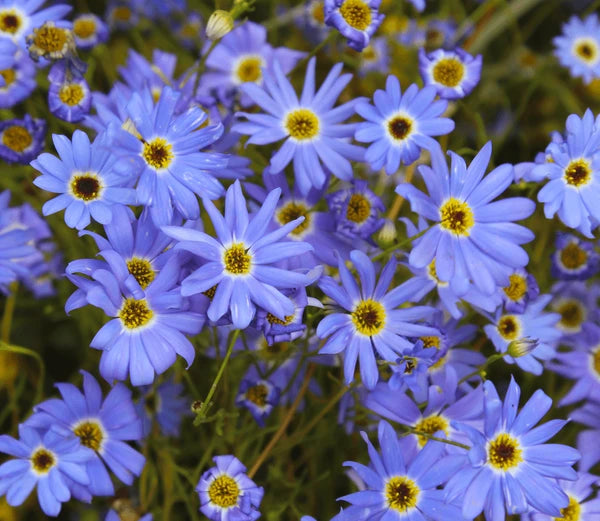 Swan River Daisy Fresco Mix (Brachyscome)