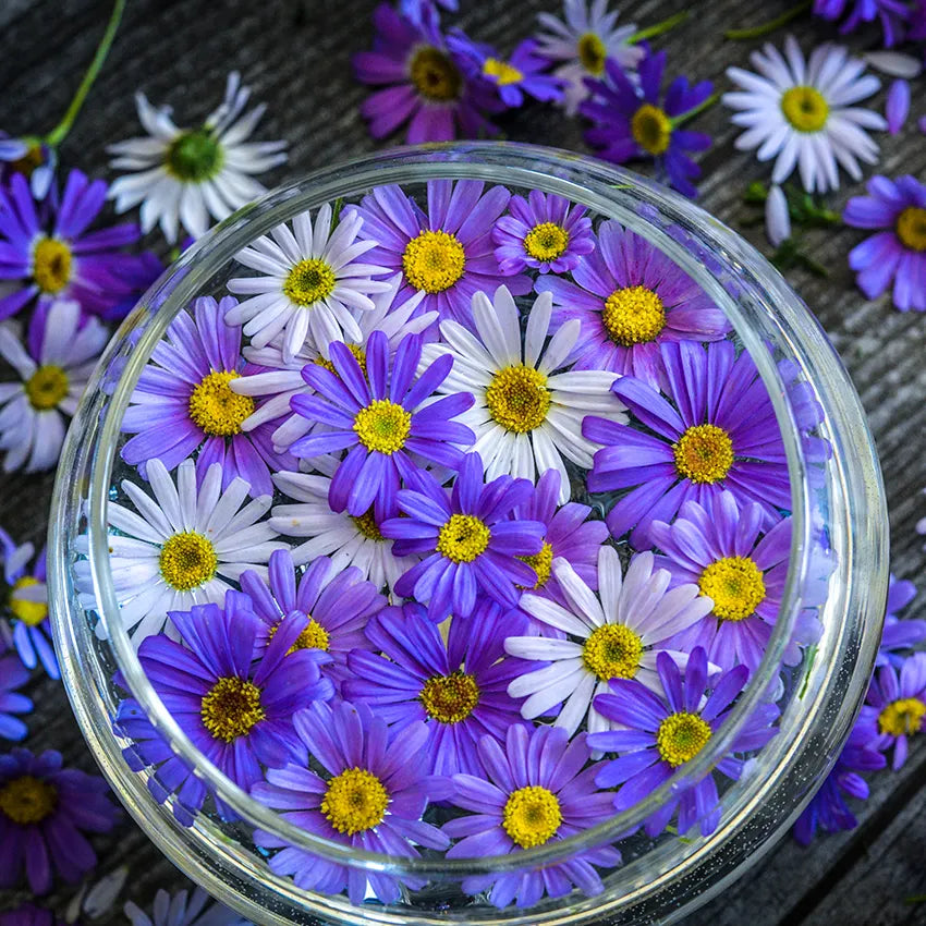 Swan River Daisy Fresco Mix (Brachyscome)