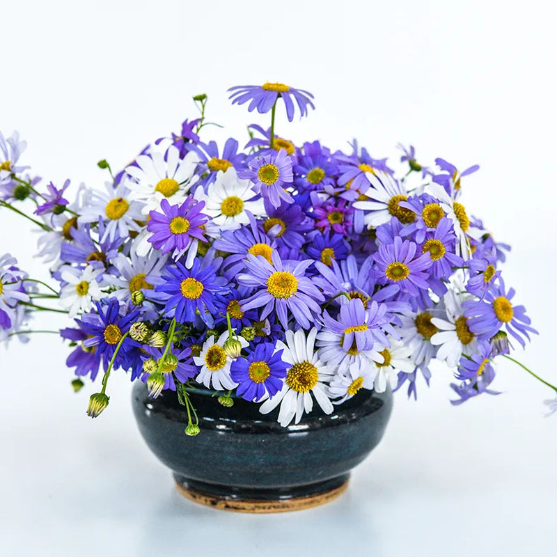 Swan River Daisy Fresco Mix (Brachyscome)