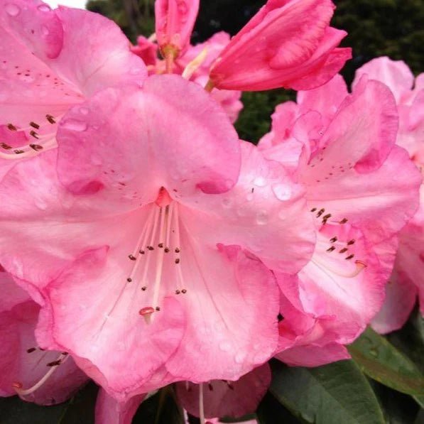 Rhododendron Dame Nellie Melba - Ladybird Nursery