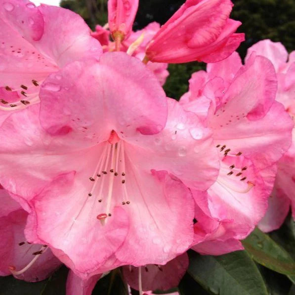Rhododendron Dame Nellie Melba