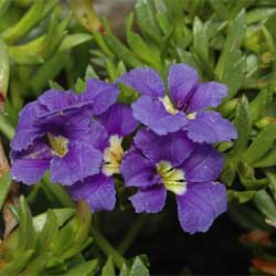Dampiera diversifolia - Ladybird Nursery